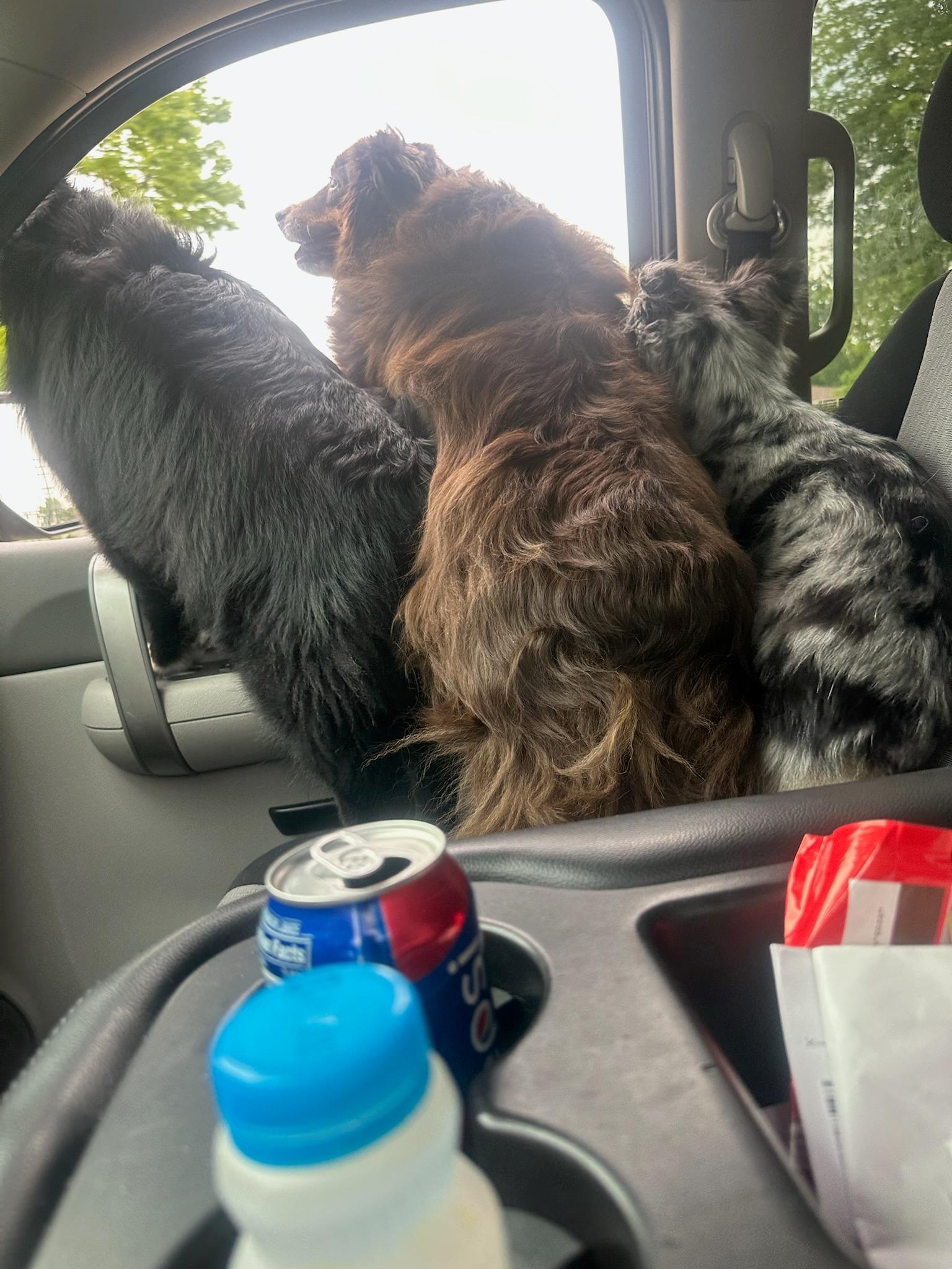 Project dogs in truck